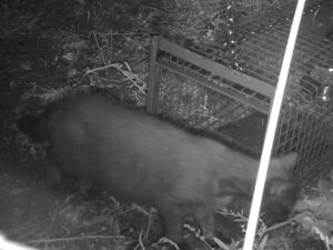 Die Streunerseelen: im Einsatz für den Tierschutz.