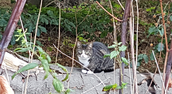 Eine gesunde Streunerkatze im Wald – durch die Streunerseelen kastriert kann sie ihr Leben in Freiheit fortführen.