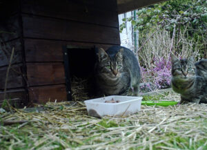 Für die Castrop-Rauxeler Luxus-Streuner steht sogar eine Futterhütte bereit.