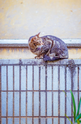 Wenn der Tierschutz-Gedanke der Tierheime an seine Grenzen stößt.