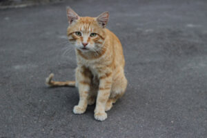 Ob Katze oder Kater, nur durch Kastration lässt sich das Elend der Streunerkatzen eindämmen.