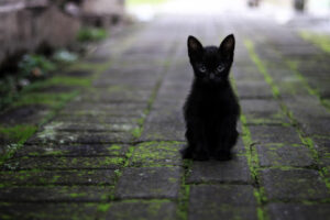 Tierschutz: Schon die ganz kleinen Streuner benötigen bereits oft Hilfe.