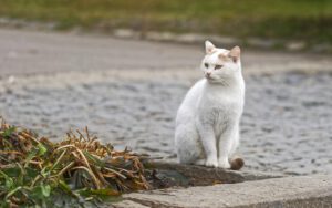 Eine Katze mit Zuhause: evtl. auch ein Fall für den Tierschutz, aber nicht für die Streunerseelen.